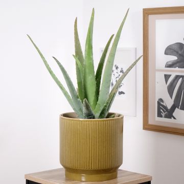 Aloe vera - Aloes des Barbades