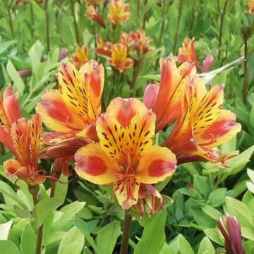 Alstroemère - Alstroemeria Inca Exotica