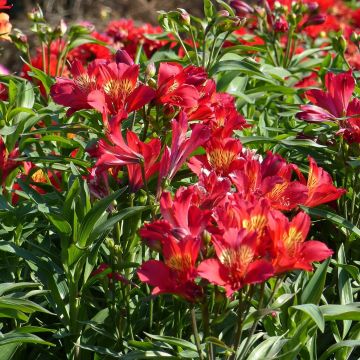 Alstroemeria Garden Summer Pepper - Lis des Incas