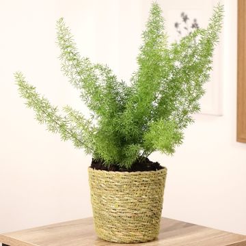 Asparagus densiflorus meyeri - Asparagus queues de chats