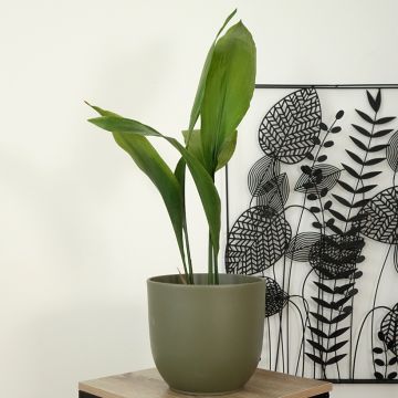 Aspidistra elatior - Aspidistre élevée