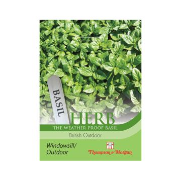 Basilic British Outdoor - Ocimum basilicum