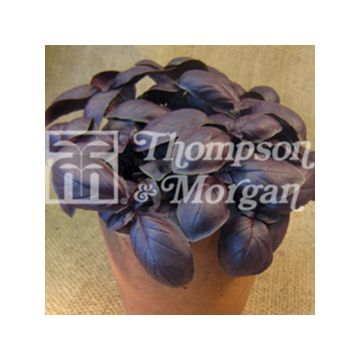 Basilic Crimson King - Ocimum basilicum