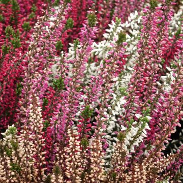 Bruyère d'été - Calluna Garden Girls® Gina