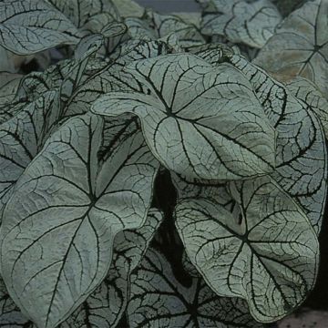 Caladium Candidum