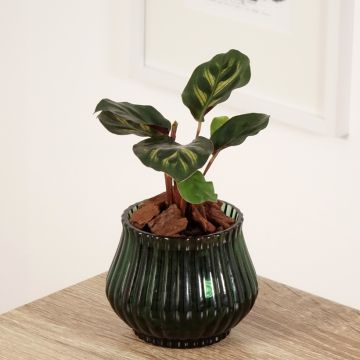 Calathea makoyana