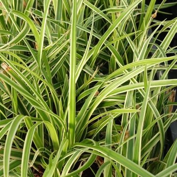 Carex muskingumensis Variegata - Laîche palmée