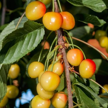 Cerisier Bladoróżowa - Prunus avium