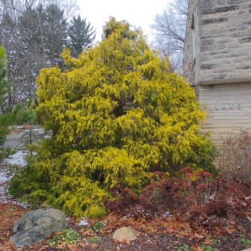 Chamaecyparis pisifera Filifera Aurea - Cyprès Sawara