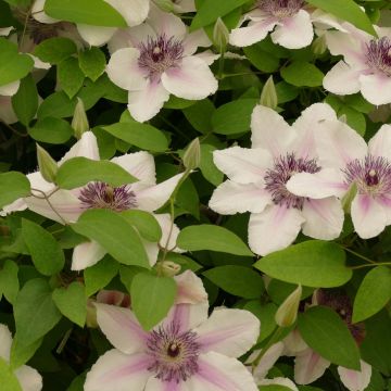 Clématite - Clematis Countess of Wessex