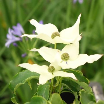 Cornus kousa chinensis - Cornouiller de Chine