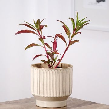 Cuphea micropetala - Plante cigarette