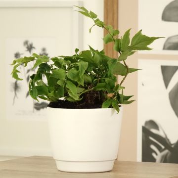 Cyrtomium fortunei var. clivicola - Fougère