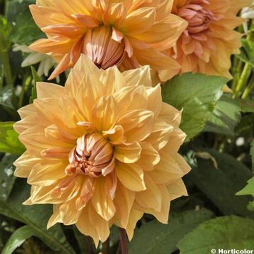 Dahlia Mr Loyal