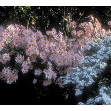 Dendranthema Hillside pink sheffield