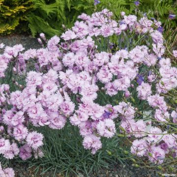 Dianthus plumarius Pike's Pink - illet mignardise