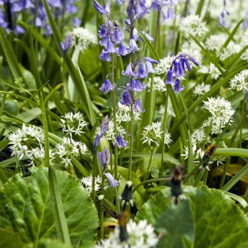 Duo à naturaliser Jacinthe des bois et Ail sauvage