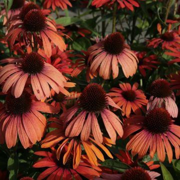 Echinacea Julia - Echinacée