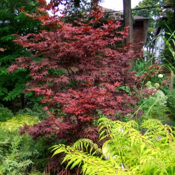 Erable du Japon - Acer palmatum Bloodgood