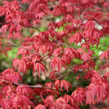 Érable du Japon - Acer palmatum Shindeshojo