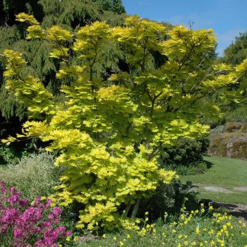 Érable du Japon - Acer shirasawanum Aureum