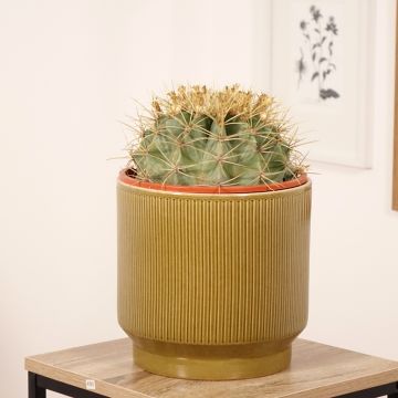 Ferocactus glaucescens - Cactus tonneau