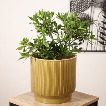 Gardenia jasminoides Perfumed Petticoats