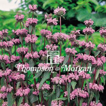 Graines de Phlomis tuberosa - Sauge de Jérusalem tubéreuse