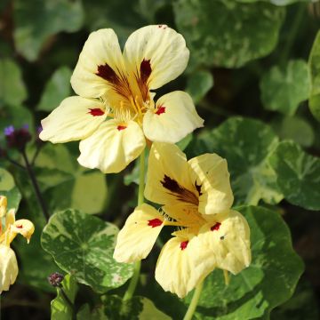 Graines de Capucine Cream Troika -Tropaeolum majus.