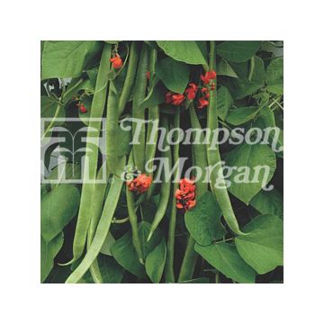 Haricot d'Espagne Benchmaster - Haricot-fleur