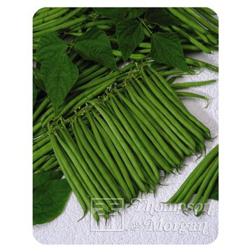 Haricot nain Bellini - Haricot filet