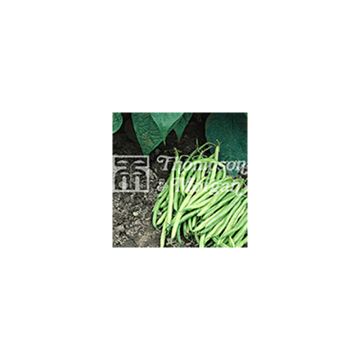 Haricot nain Nomad - haricot vert