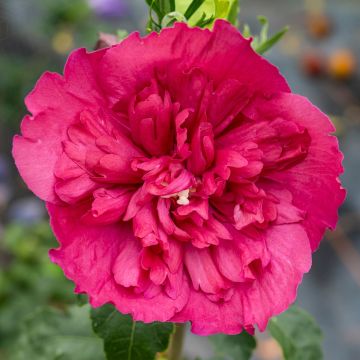 Hibiscus syriacus Ruby Chiffon - Althéa double rouge