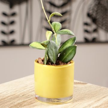 Hoya burtoniae Variegata - Fleur de porcelaine