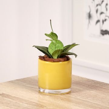 Hoya callistophylla Sabah - Fleur de porcelaine