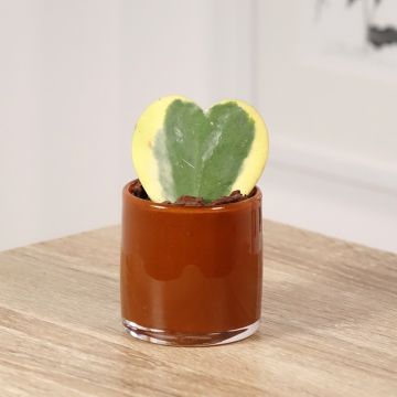 Hoya kerrii Variegata - Plante-coeur panachée