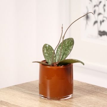 Hoya sigillatis - Fleur de porcelaine