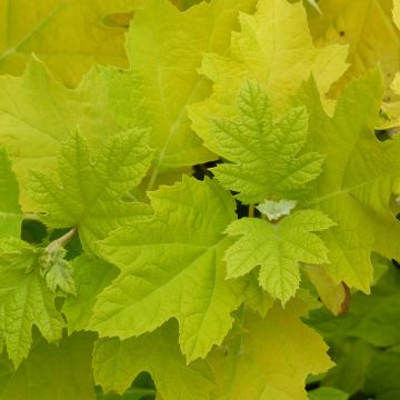 Hydrangea quercifolia Little Honey - Hortensia à feuilles de chêne