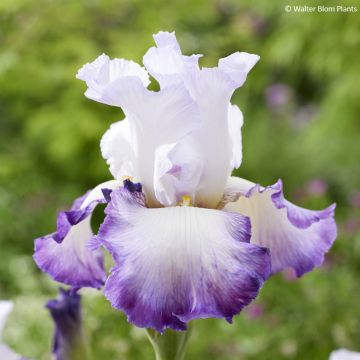 Iris germanica Pastel Printanier - Iris des Jardins