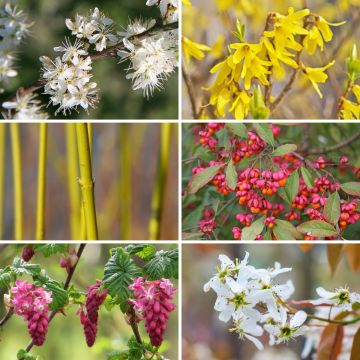 Kit Haie des 4 saisons Eco