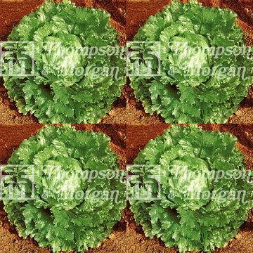 Laitue pommée Webbs Wonderful