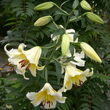 Lis géant Honeymoon (Oriental/Trompette)