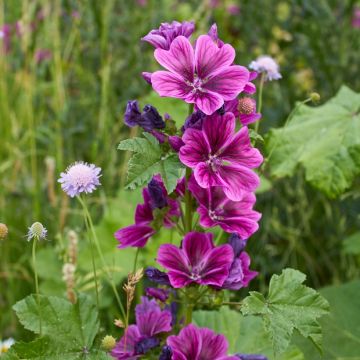 Malva Sylvestris Mystic Merlin 1 Packet 