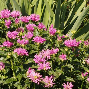 Monarde Petite Delight - Bergamote naine, rose franc.