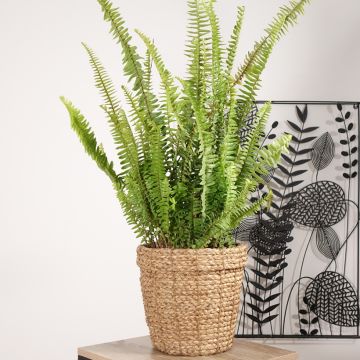 Nephrolepis cordifolia  Artic Jungle - Fougère de Boston rustique