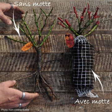 Rosier couvre-sol Double Knock Out