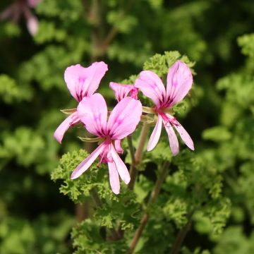 Pelargonium odorant crispum Minor - Géranium parfum citron
