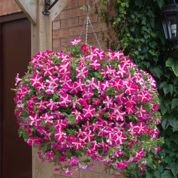 Pétunia Designer Rose Star