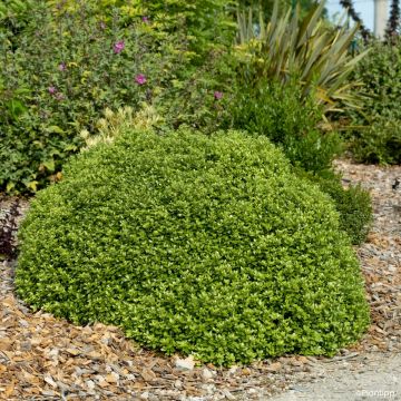 Pittosporum tenuifolium Beach Ball - Pittospore à petites feuilles