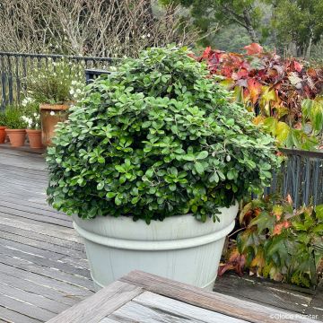 Pittosporum crassifolium Pot Belly - Pittospore à feuilles épaisses